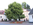 Lindenbaum im Frühjahr 2014